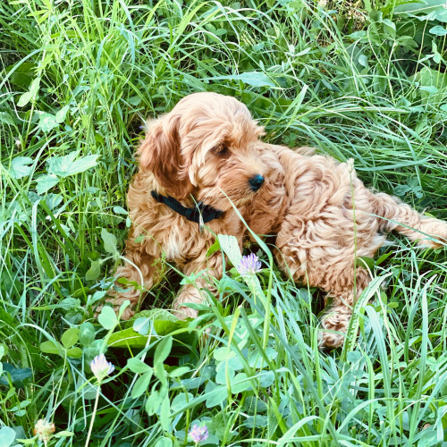 Auf den Hund gekommen.
